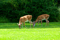 Summer at Allaire State Park