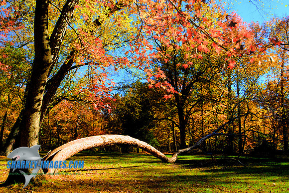 141027A 52_HDR