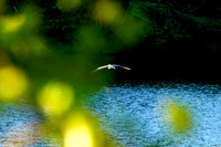 110602A 20 - Version 2