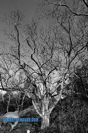 110409 47 - Version 2