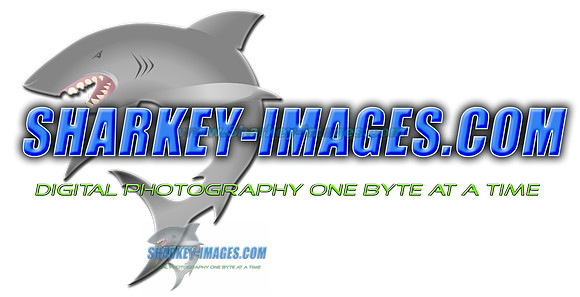 Sharkey-Images