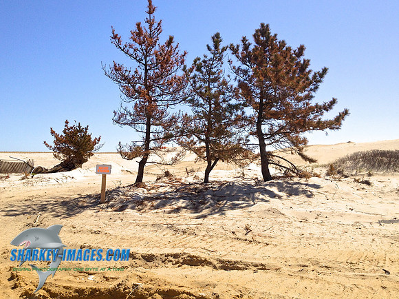 130424iP4s 32 (1)