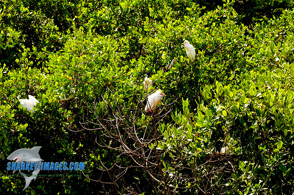 110421 49 - Version 2
