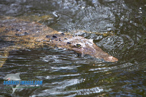 110421 129 - Version 2