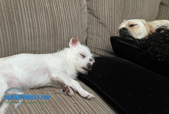 DDF8E19B-6EFF-4F81-8F3F-450E6D3A778F