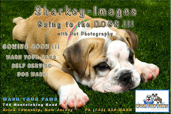 WASH YOUR PAWS PET PHOTOS