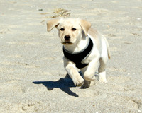 BOOMER 11 weeks