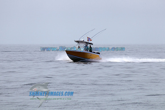 1306223SS 264