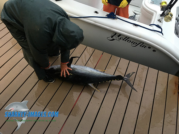 170902iP 72