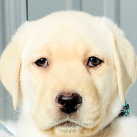 BOOMER 8 weeks