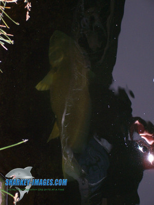 100_0062.JPG
