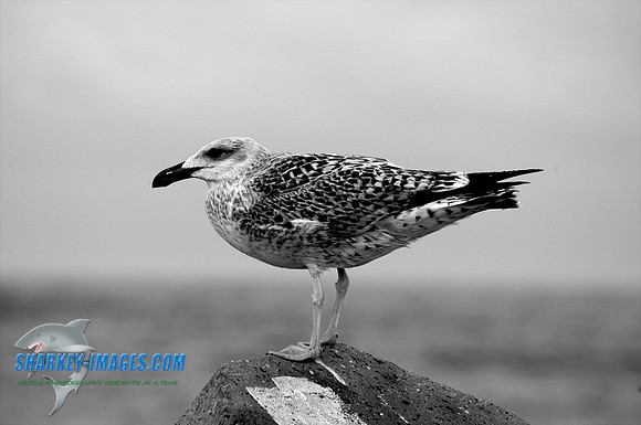 100903A 42 - Version 2