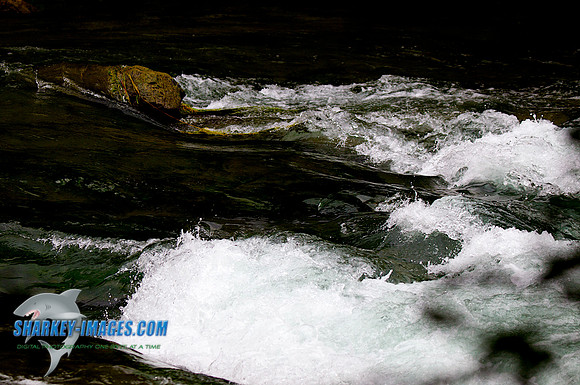 110813F 121 - Version 2