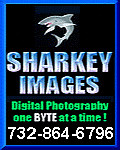 Sharkey-Images-150-X-150 F.gif