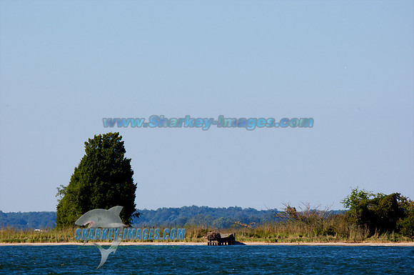 101002A 356 - Version 2