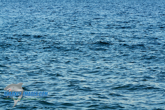 011410 4 - Version 2.jpg